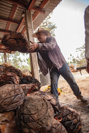 MAESTRO MEZCALERO DE LA SIERRA DE GUERRERO TORO MUERTO