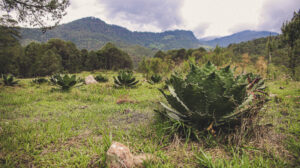 Sierra de Guerrero